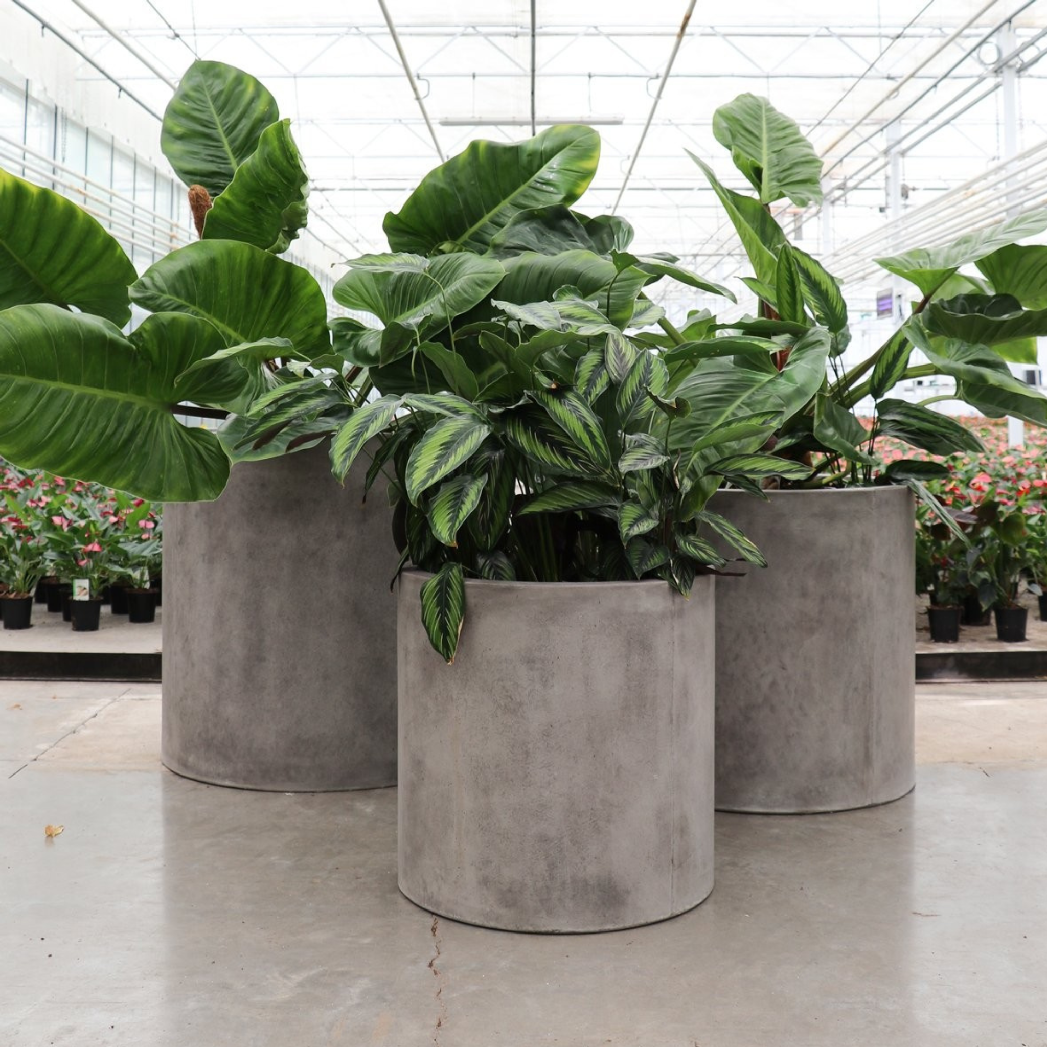 Mikonui Cylinder Planter - Weathered Cement