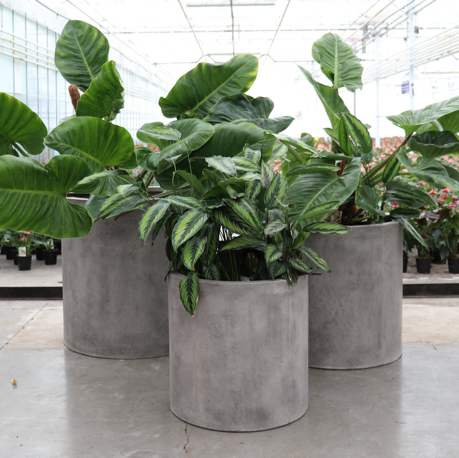 Mikonui Cylinder Planter - Weathered Cement