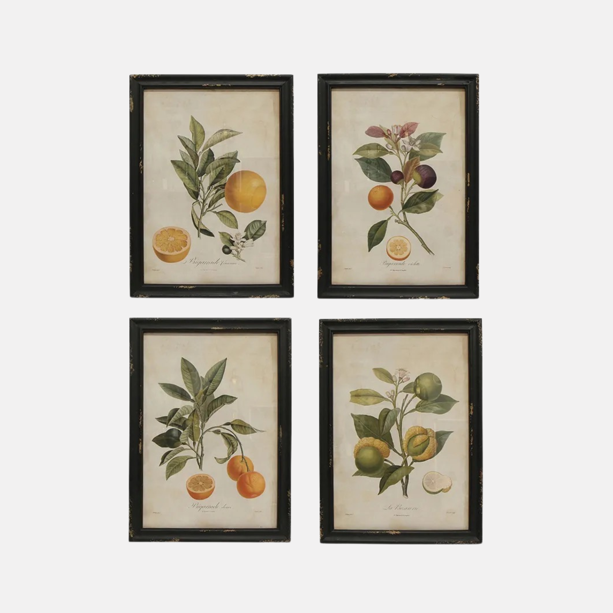 Botanical Wall Art Set 4