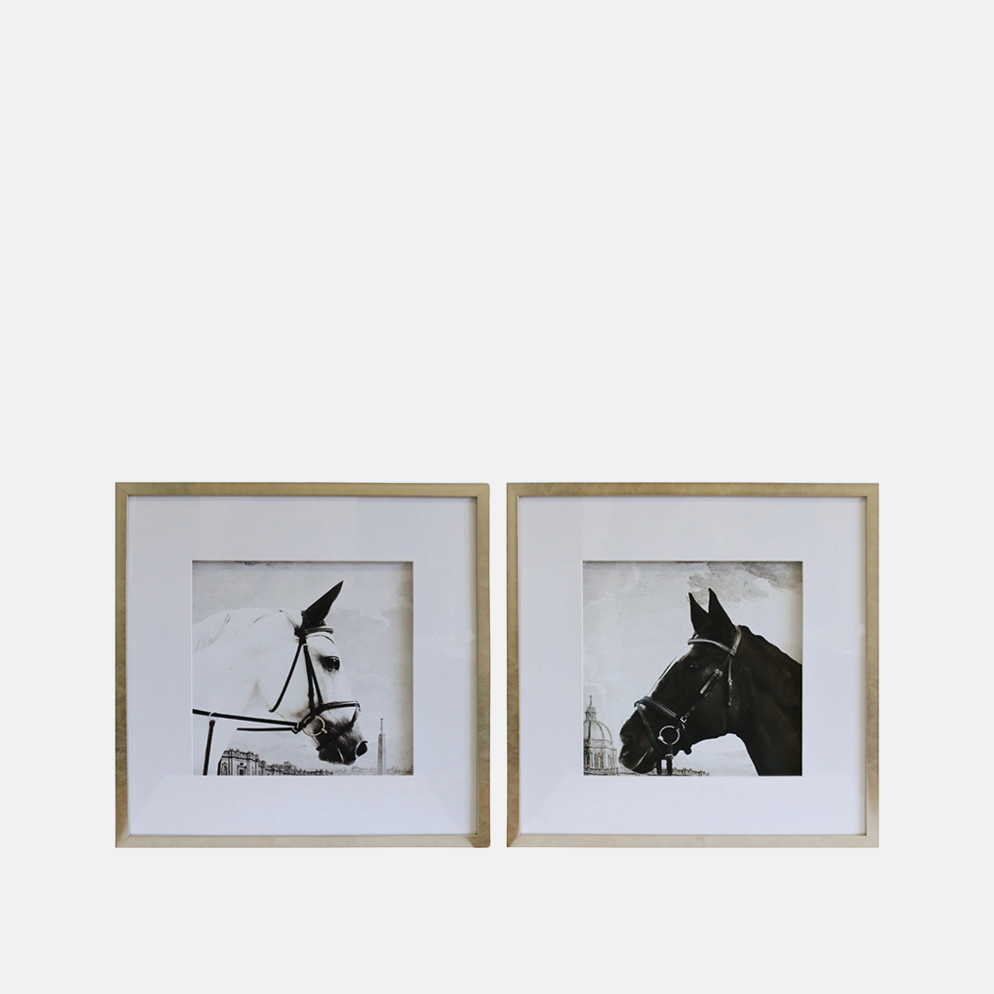 Black & White Stallion Prints