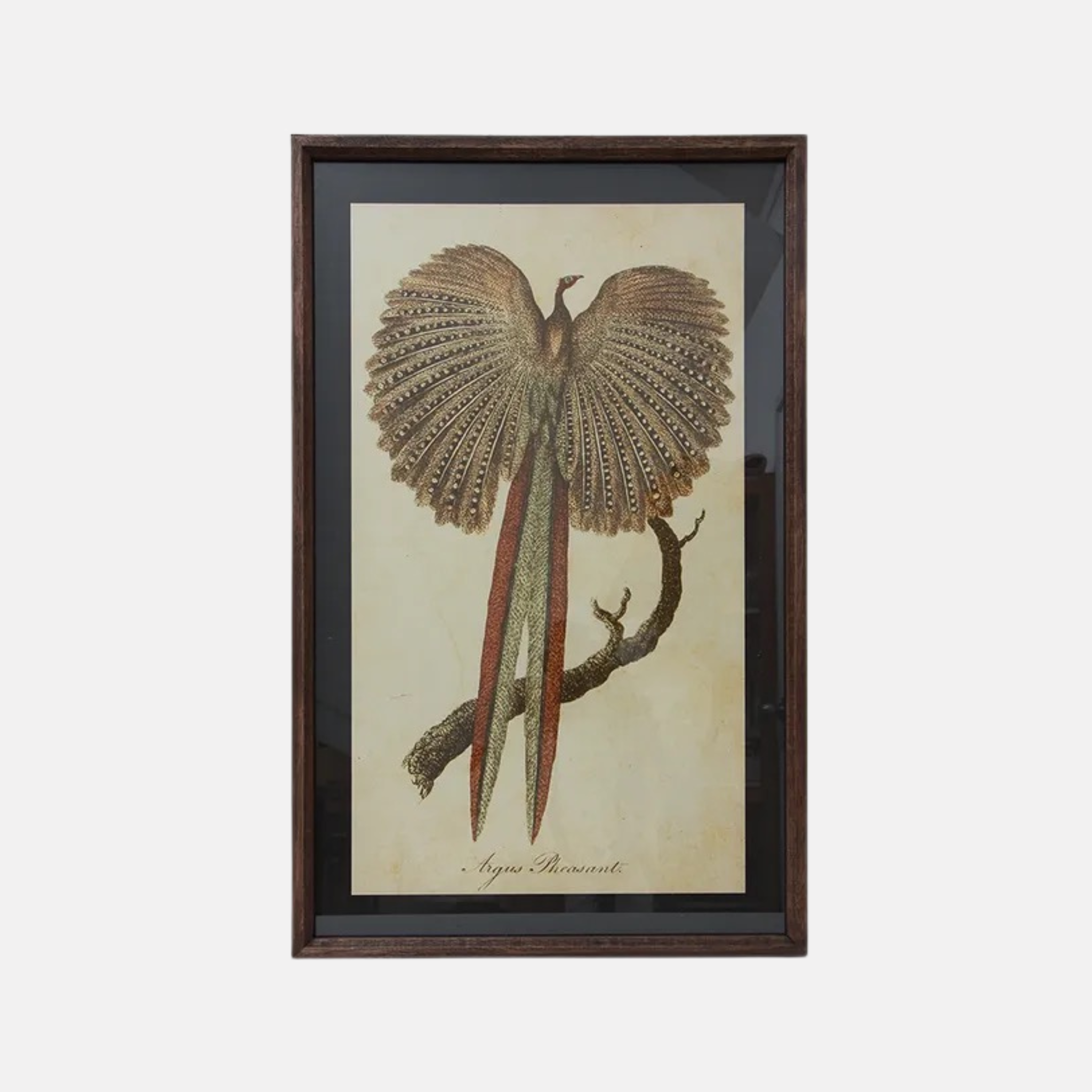 Pheasant Wall Art