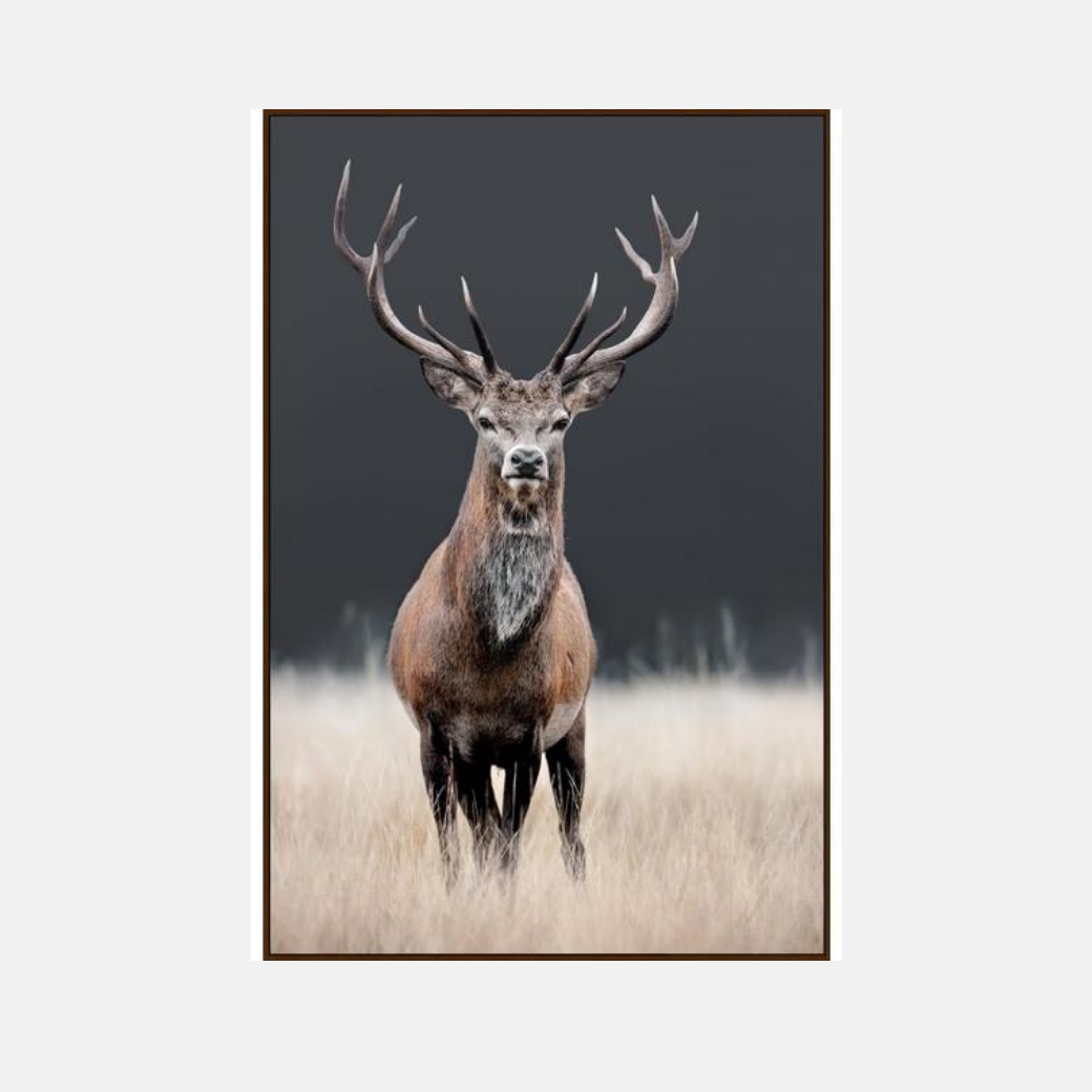Royal Stag Canvas