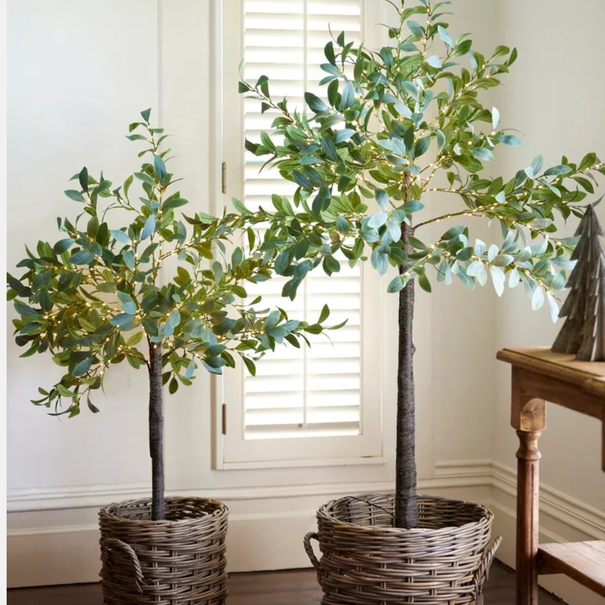Olive Tree With Lights