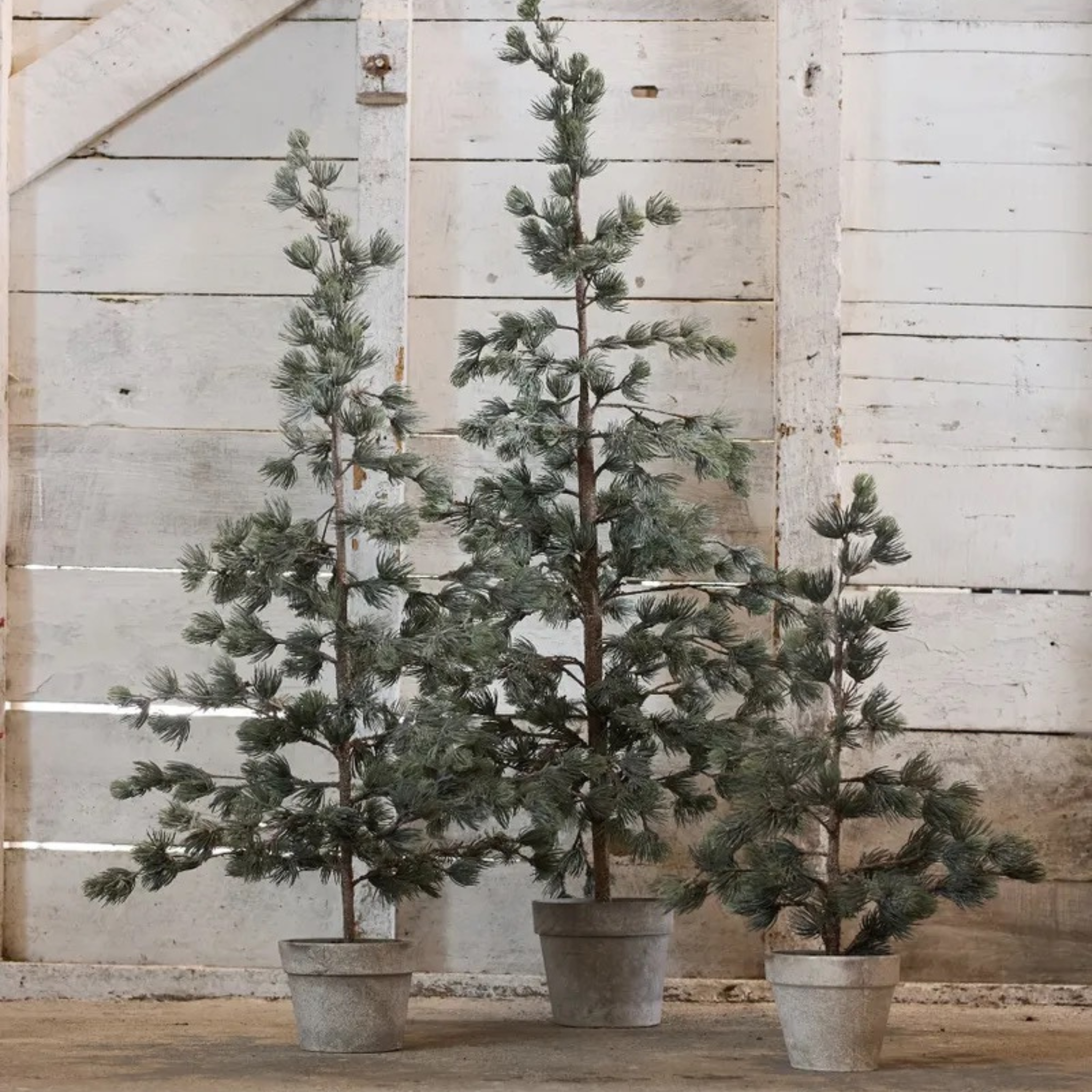 Pine Tree Dusty Medium